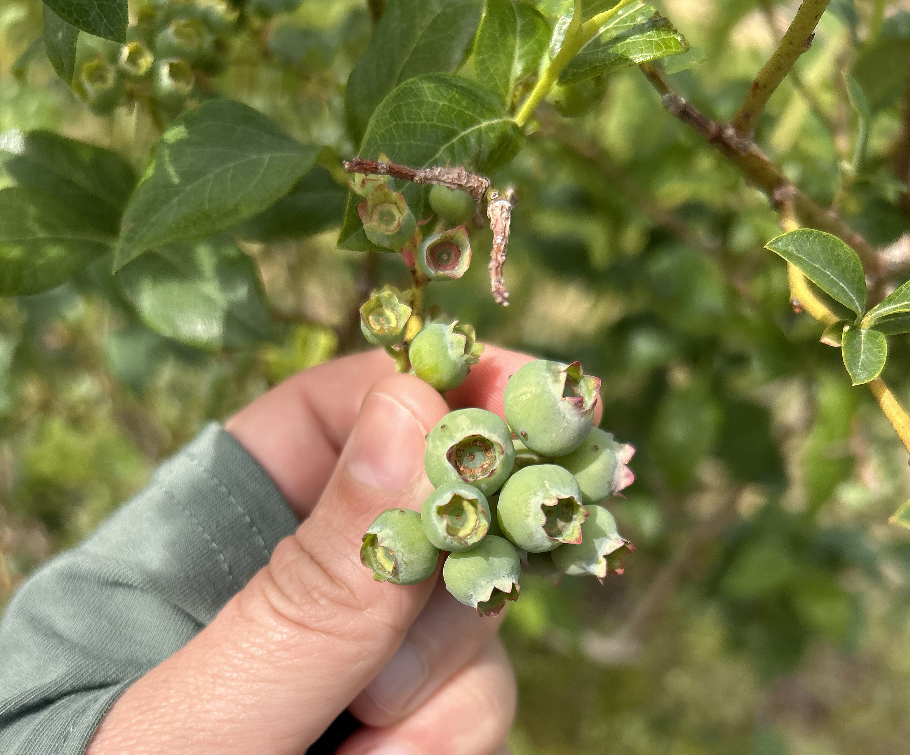 A cluster of small unripe and green blueberries